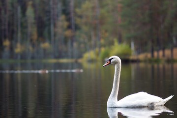 white swan. White swans together, pair swims in the pond