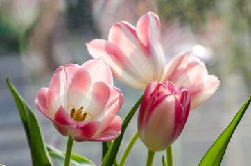 Obraz na płótnie Canvas Gently white pink three tulips on light background