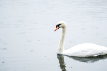white swan. White swans together, pair swims in the pond