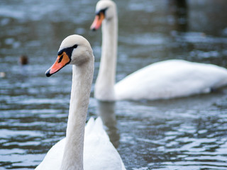 white swan. White swans together, pair swims in the pond