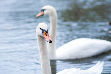 white swan. White swans together, pair swims in the pond