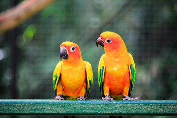 Two parrots telling secrets