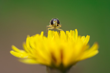piccolo sirfide (dittero) su fiore di tarassaco che si strofina i grandi occhi composti