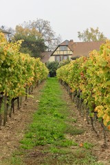 Fototapeta na wymiar vineyard in germany