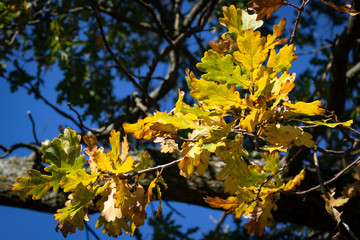 Eichenlaub im Herbst