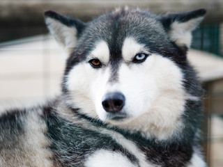 Dog husky close-up. Portrait of dog huskies