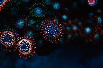 Obraz na płótnie Canvas blur colorful red button corals in black background
