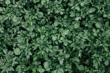 Obraz premium cress