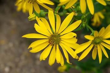Prairie Rosinweed Flowers in Bloom