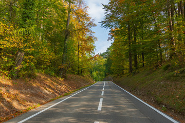 Herbstwald mit langer geradeStrasse