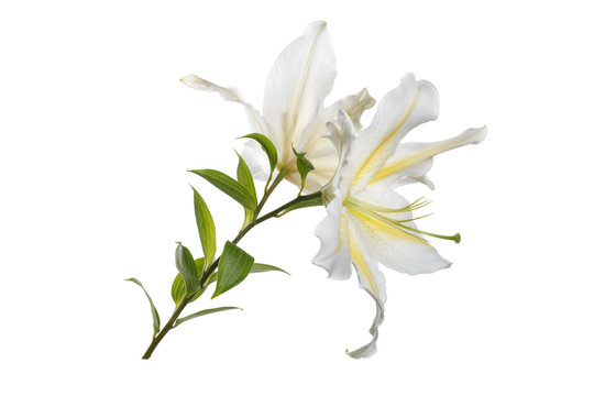 A branch of delicate white-yellow lily flowers isolated.