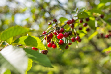 Ripe juicy cherries on a branch in the spring. Selective focus. Agricultural concept. Close view.