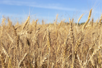 wheat against the blue sky.