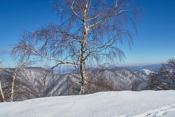 Mountain landscape. Snow-covered glade in the foreground, white birch in the middle, forest and mountains in the background. Lago-Naki, The Main Caucasian Ridge, Russia