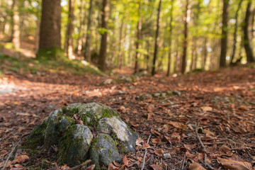 Fels auf dem Weg im Wald im Herbst