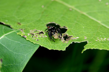 Red Backed Jumping Spider on Leaf