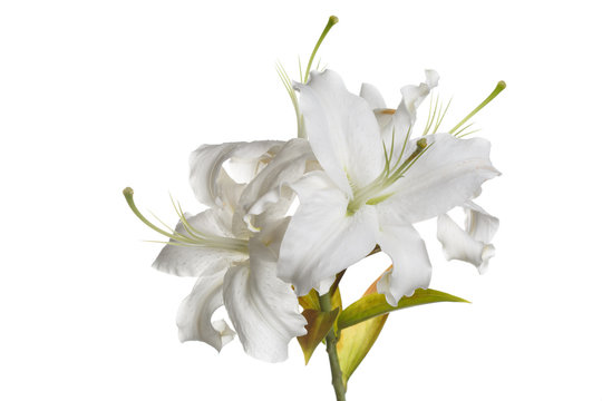 A branch of white lilies isolated.