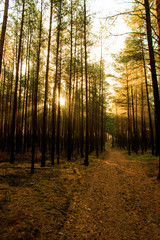 Fototapeta premium Woods