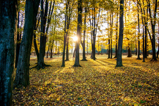 Bright sun rays in autumn park. Beautiful landscape in autumn park.

