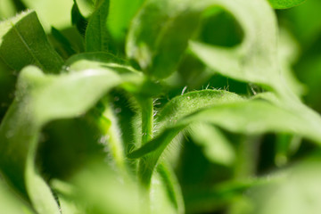 Plant closeup for background