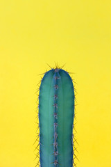 Turquoise green cactus with yellow background