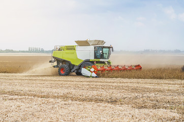 Agricultural combine harvests soybeans in the field