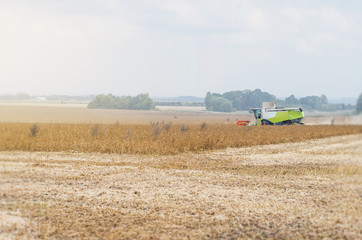 Obraz premium Agricultural combine harvests soybeans in the field