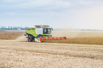 Agricultural combine harvests soybeans in the field