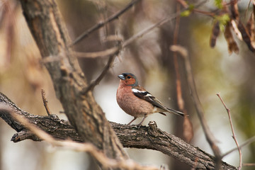 Chaffinch sits on a dried branch in the rain in a forest park in spring (watercolor background).