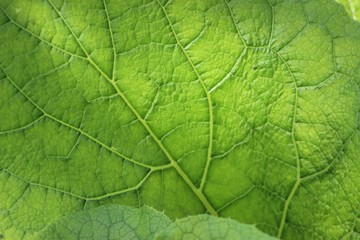 Obraz na płótnie Canvas texture of green leaf