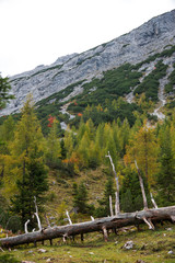 In bunten Herbstfarben leuchtender Berghang mit totem Baum im Vordergrund