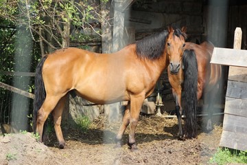 horse in the field