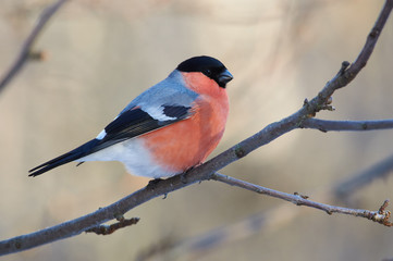 Eurasian bullfinch sits on a branch of a wild apple tree at sunrise in a forest park.