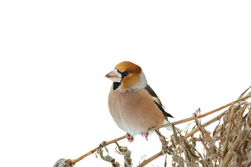 Hawfinch sits on dry grass (isolated on a white background).