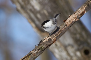 Willow tit sits on a branch on a sunny day in a forest park.