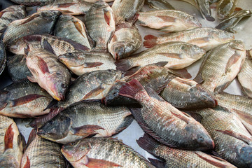 Group Nile Tilapia fishes fresh is a very tasty fish. on the stall in the market of Thailand.