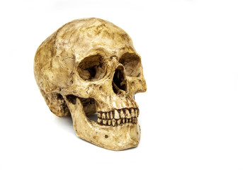Human skull isolated on white background.