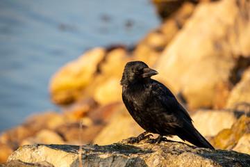 Crow on a Rock