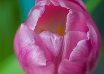 Pink Tulips 2