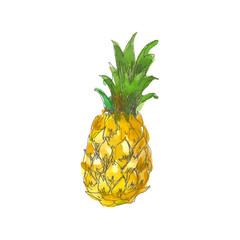Watercolor pineapple fruit whole closeup isolated on white background. Hand drawing sketch style. Tropical fruit - 227060263