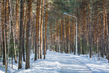 Naklejka premium Winter pine forest with snow.
