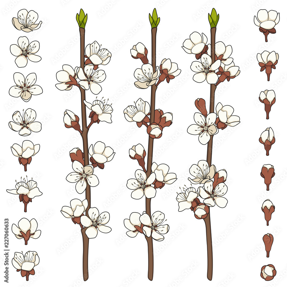 Poster set of color images with blossoming spring branches. isolated vector objects on white background.