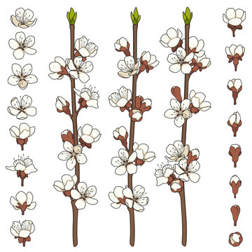 Set of color images with blossoming spring branches. Isolated vector objects on white background.