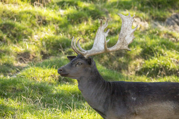 Fallow Deer,  Dama dama