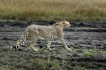 cheetah © Herbert