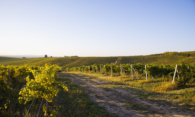 Fototapeta na wymiar Gorgeous Sunset over a South Australian vineyard