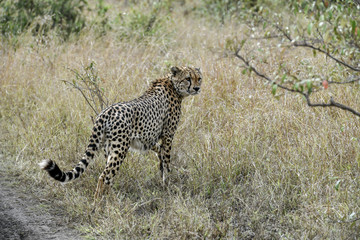 cheetah © Herbert
