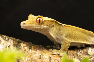 Crested Gecko