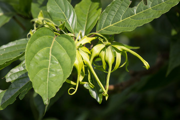 yellow desmos chinensis flower