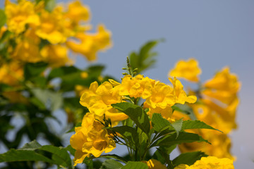 Close up of Yellow flower, Yellow elder